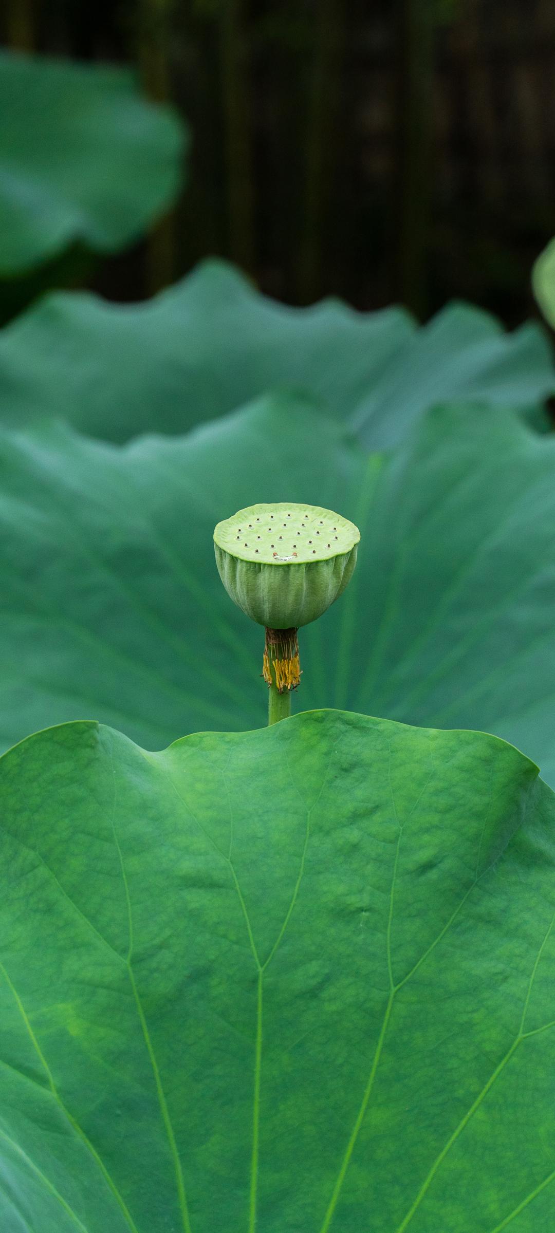 绿色荷叶背景图片手机壁纸