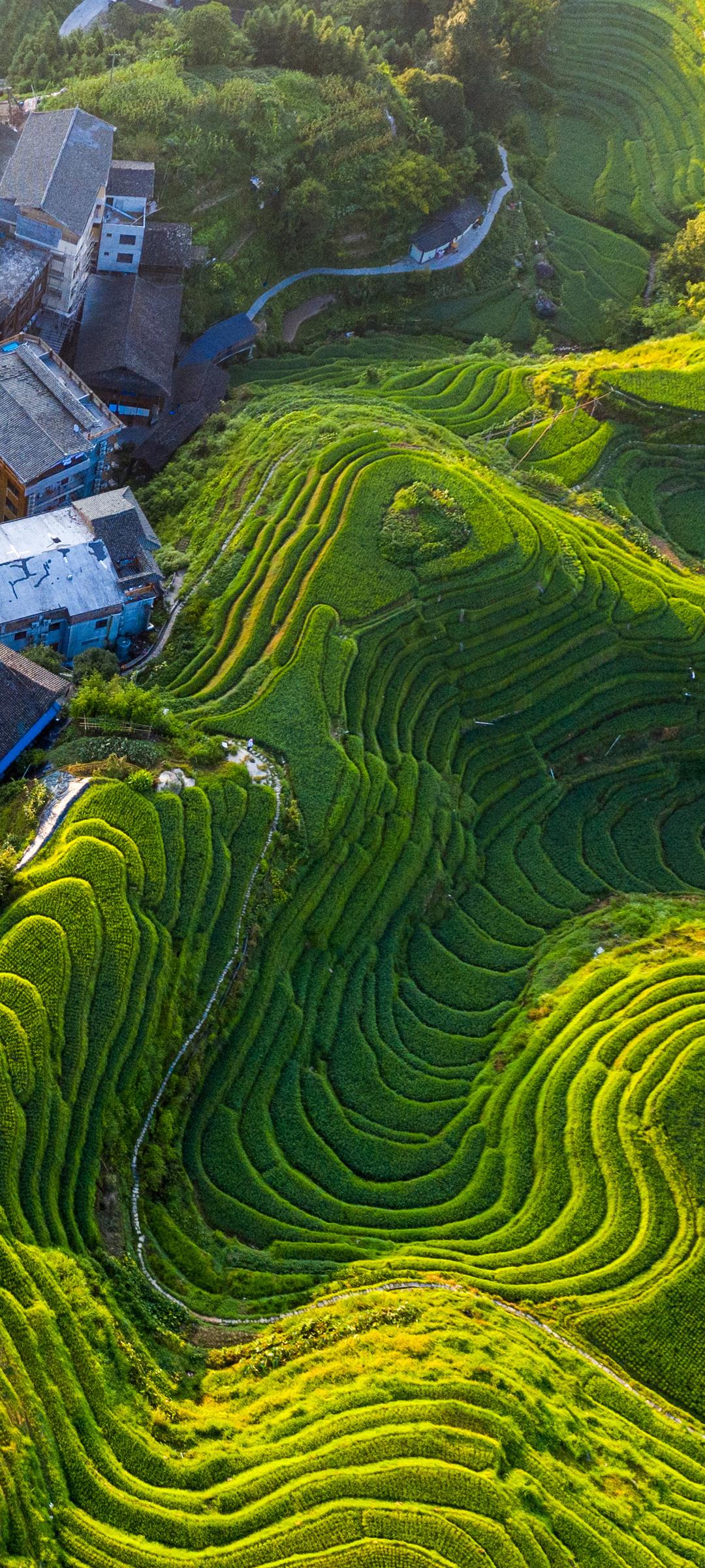 绿色养眼梯田风景手机壁纸高清图片