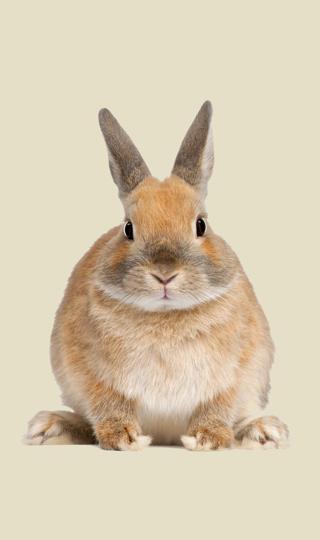 兔子胖胖肥肥的兔兔手机壁纸