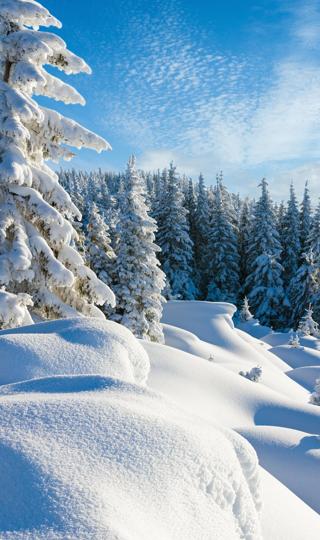 冬季雪景大雪树林高清手机壁纸