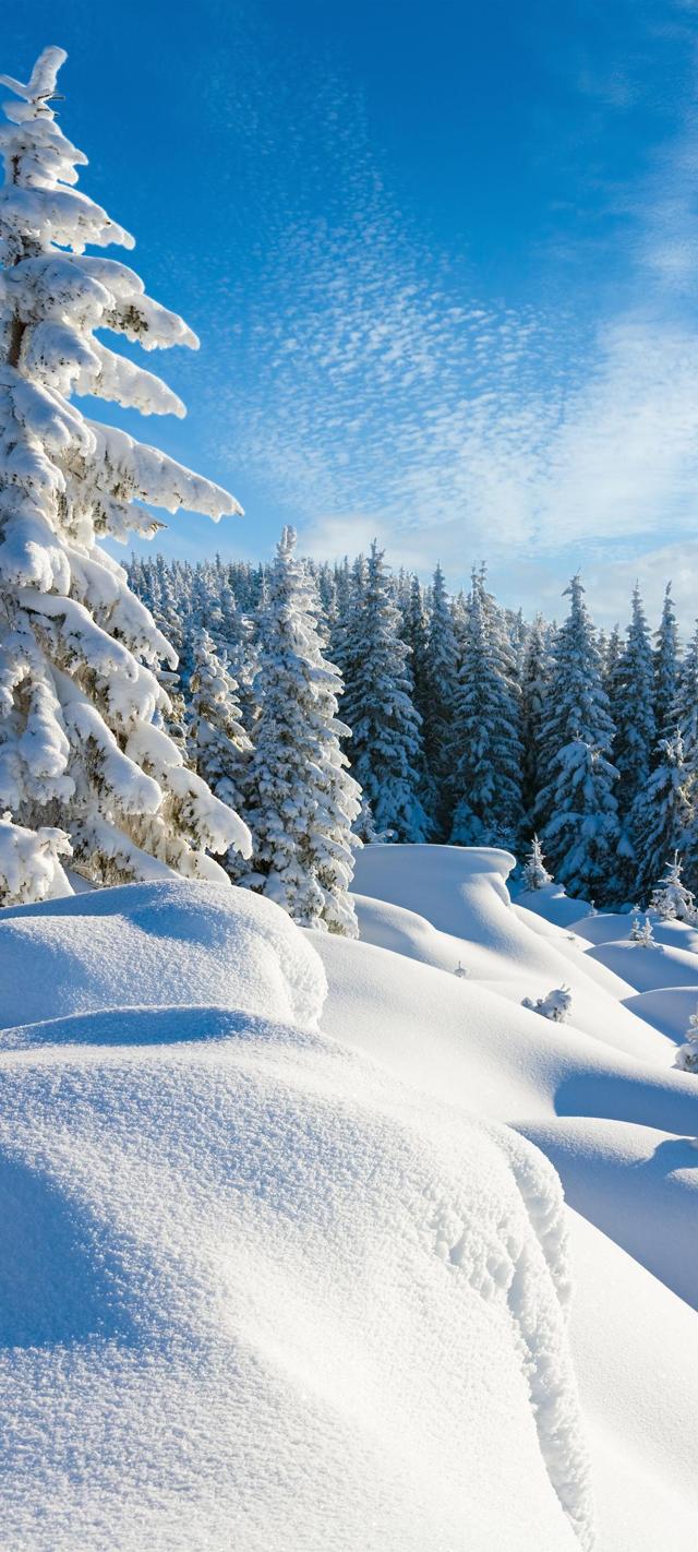 冬季雪景大雪树林高清手机壁纸
