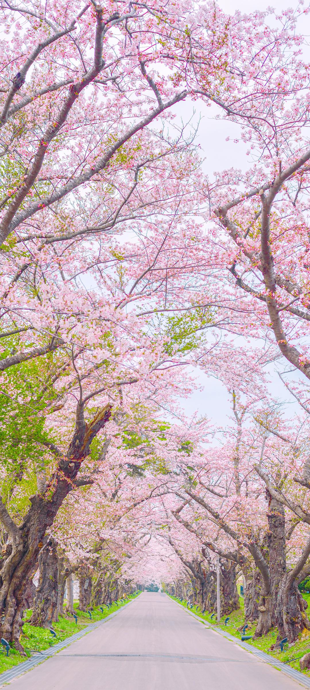 粉色樱花小道高清手机风景壁纸