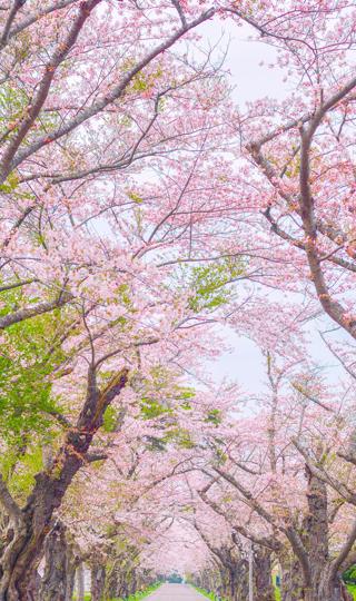 粉色樱花小道高清手机风景壁纸