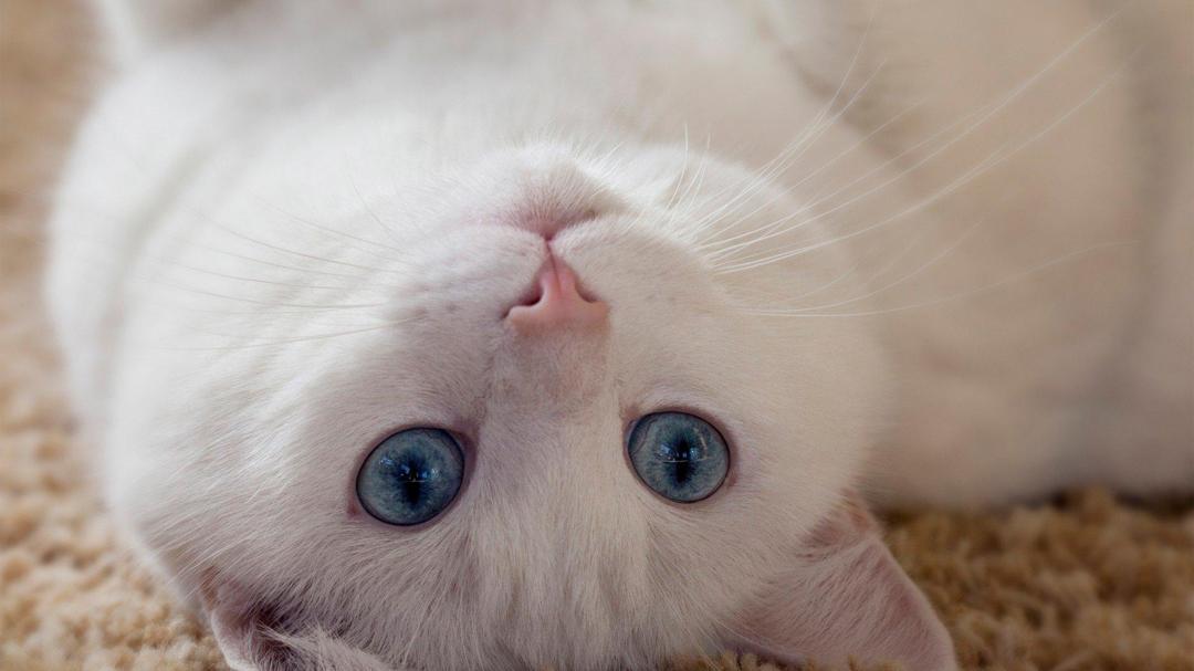 眼睛大大的白色猫咪可爱壁纸高清图片