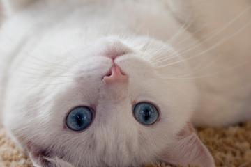 眼睛大大的白色猫咪可爱壁纸高清图片