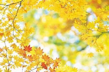 阳光下秋叶自然风景桌面壁纸