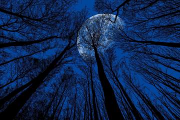 月夜下树林壁纸高清图片