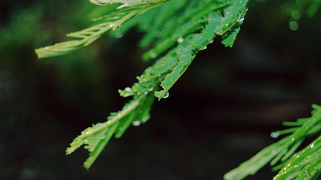 雨后绿叶高清护眼桌面壁纸