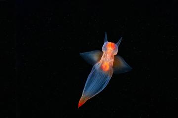 海洋天使图片高清壁纸下载