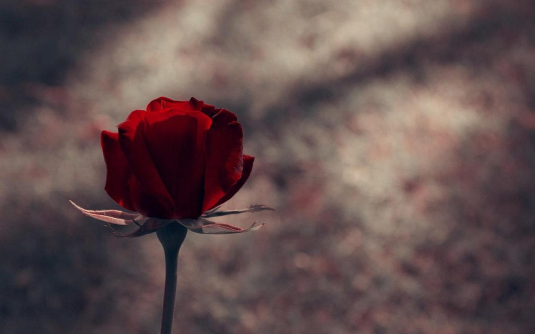 一支玫瑰花图片唯美伤感电脑壁纸