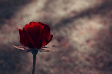一支玫瑰花图片唯美伤感电脑壁纸