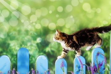 栅栏上行走的可爱猫咪桌面壁纸