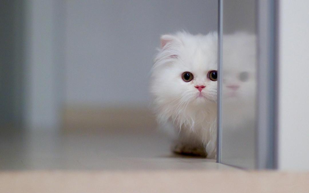 可爱的白色猫咪电脑壁纸