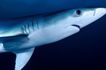 蓝色大海鲨鱼壁纸图片高清大图