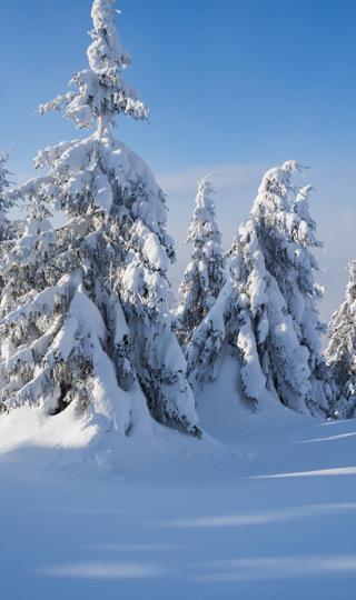冬天美景大雪树高清手机风景壁纸
