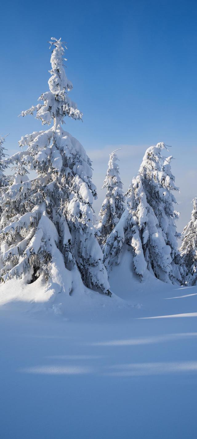 冬天美景大雪树高清手机风景壁纸