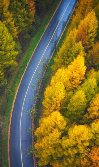 秋季森林美丽公路风景高清手机壁纸