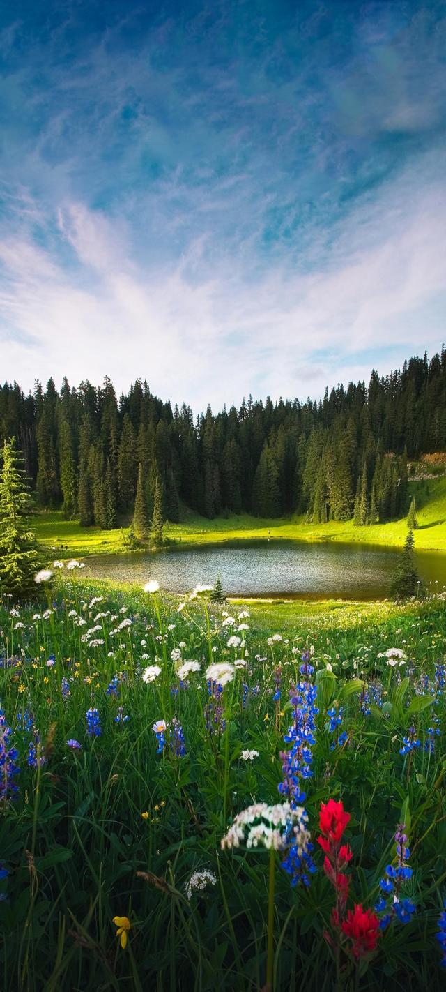 高山湖水树林鲜花风景手机壁纸图片