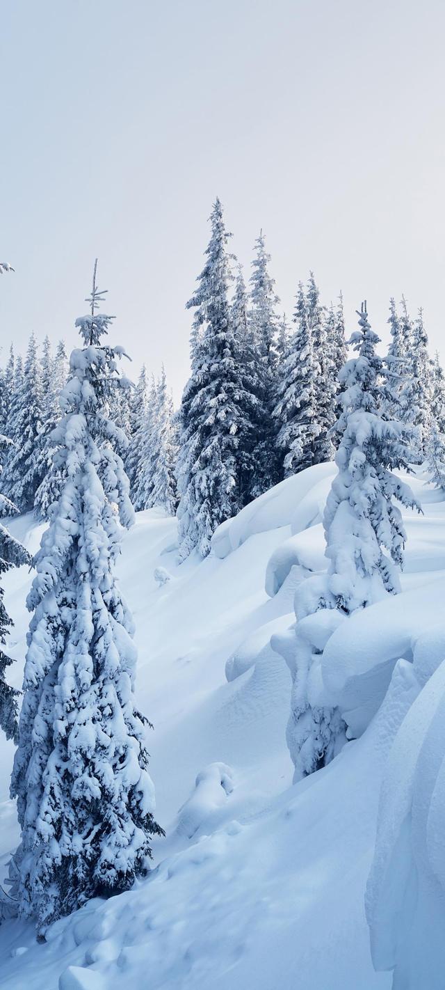 大雪树林图片高清手机桌面壁纸