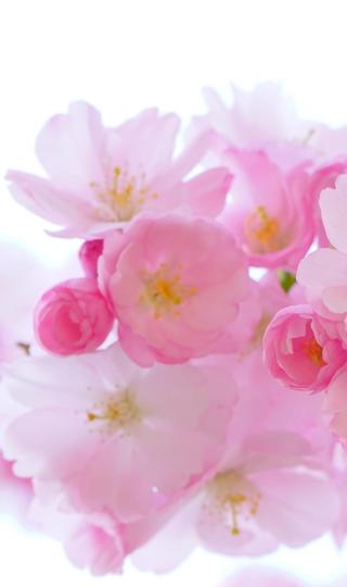 粉色樱花手机图片