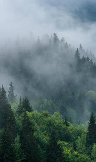 森林雾气迷漫高清图片下载
