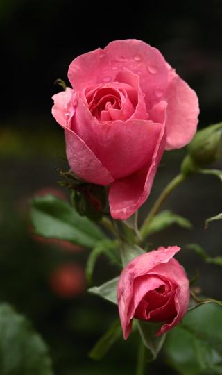 粉红玫瑰背景图片高清手机壁纸