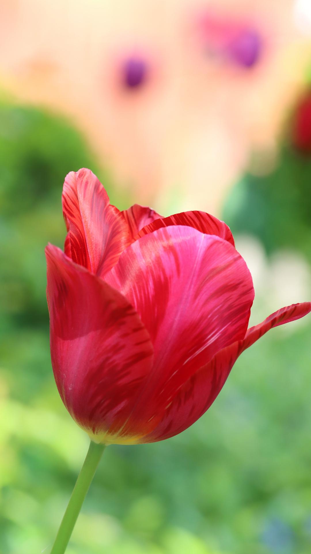 郁金香花摄影手机壁纸高清下载