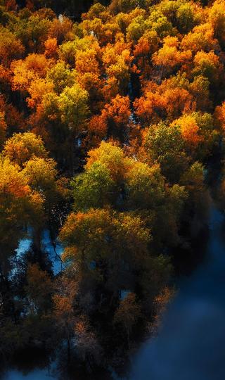 俯视秋天风景树水华为mate40手机高清壁纸
