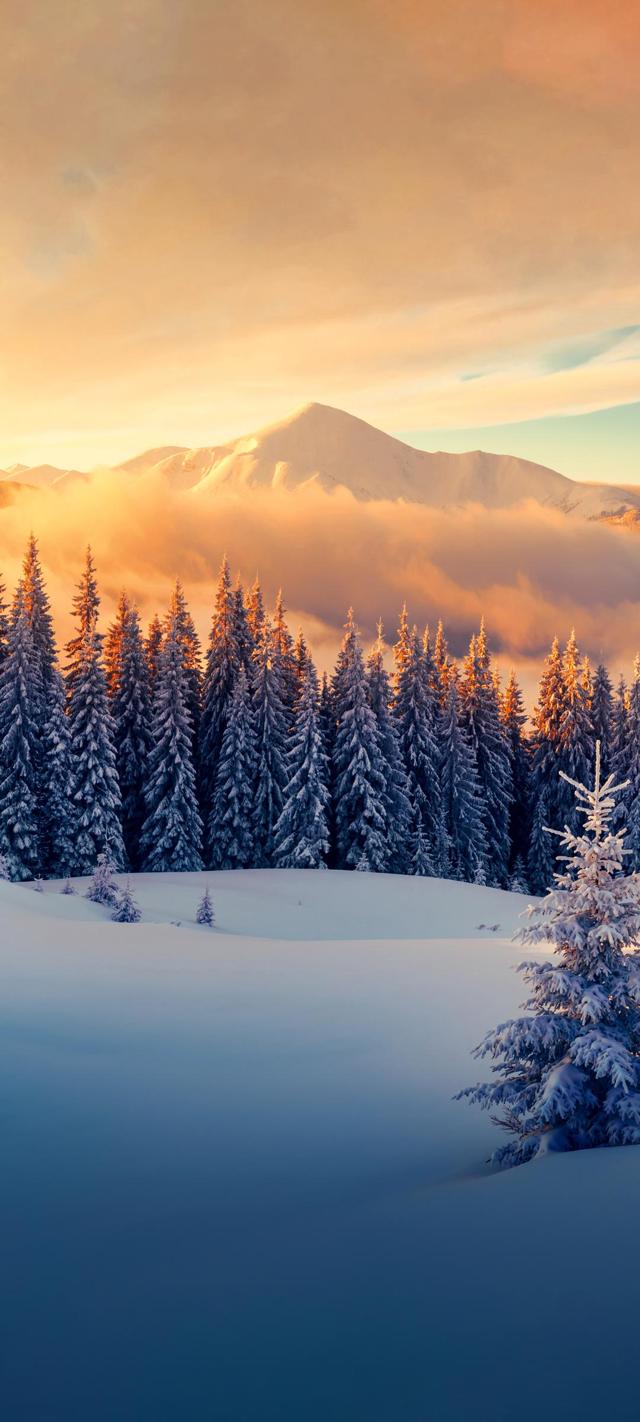 冬天雪景山树雪地风景手机壁纸