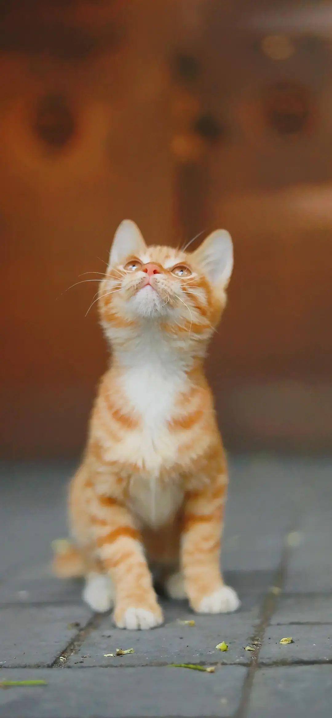 抬头望天的猫咪手机壁纸竖屏