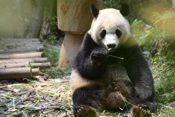 电脑大熊猫壁纸高清图片