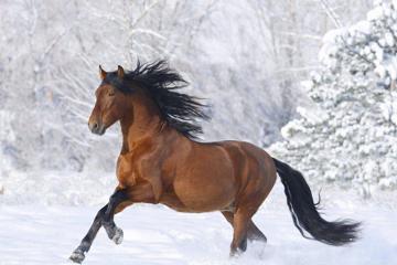 雪地奔跑的骏马1440x900高清壁纸图片