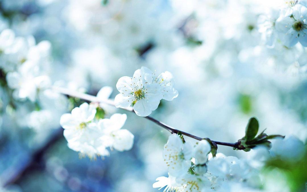 阳春三月盛开的桃花小清新壁纸