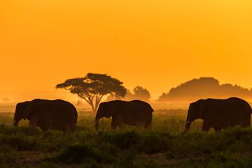 非洲三只大象壁纸高清图片
