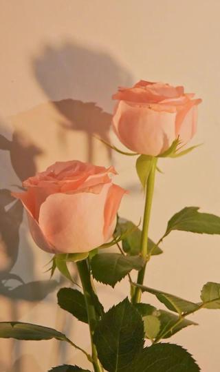 玫瑰花壁纸 手机 真实 唯美