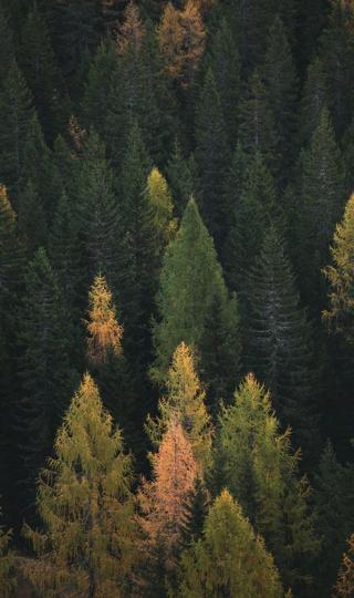 秋天森林景色手机壁纸图片高清