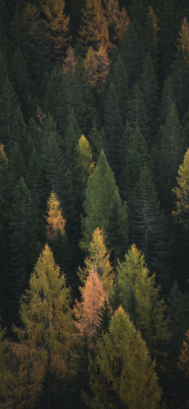 秋天森林景色手机壁纸图片高清