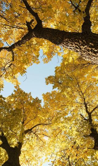 好看的秋天的树唯美壁纸高清手机背景图片