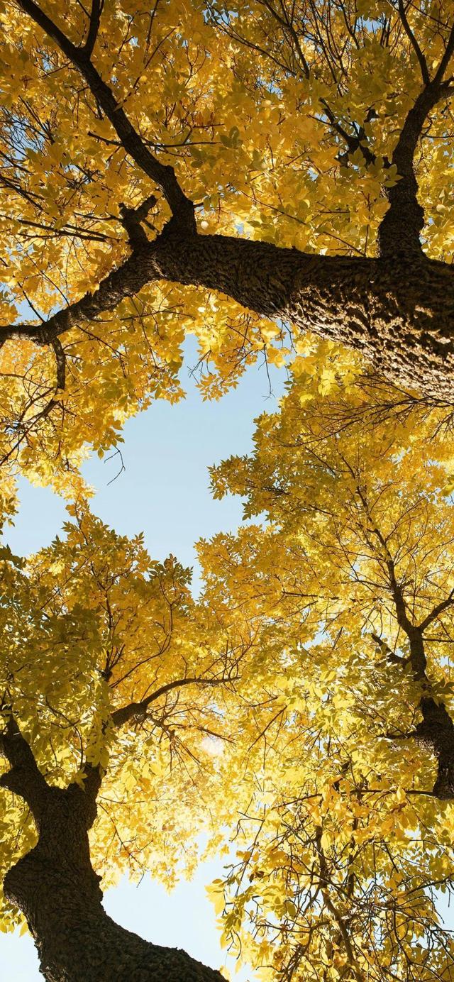 好看的秋天的树唯美壁纸高清手机背景图片