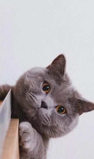 灰色的猫咪 壁纸图片高清手机壁纸