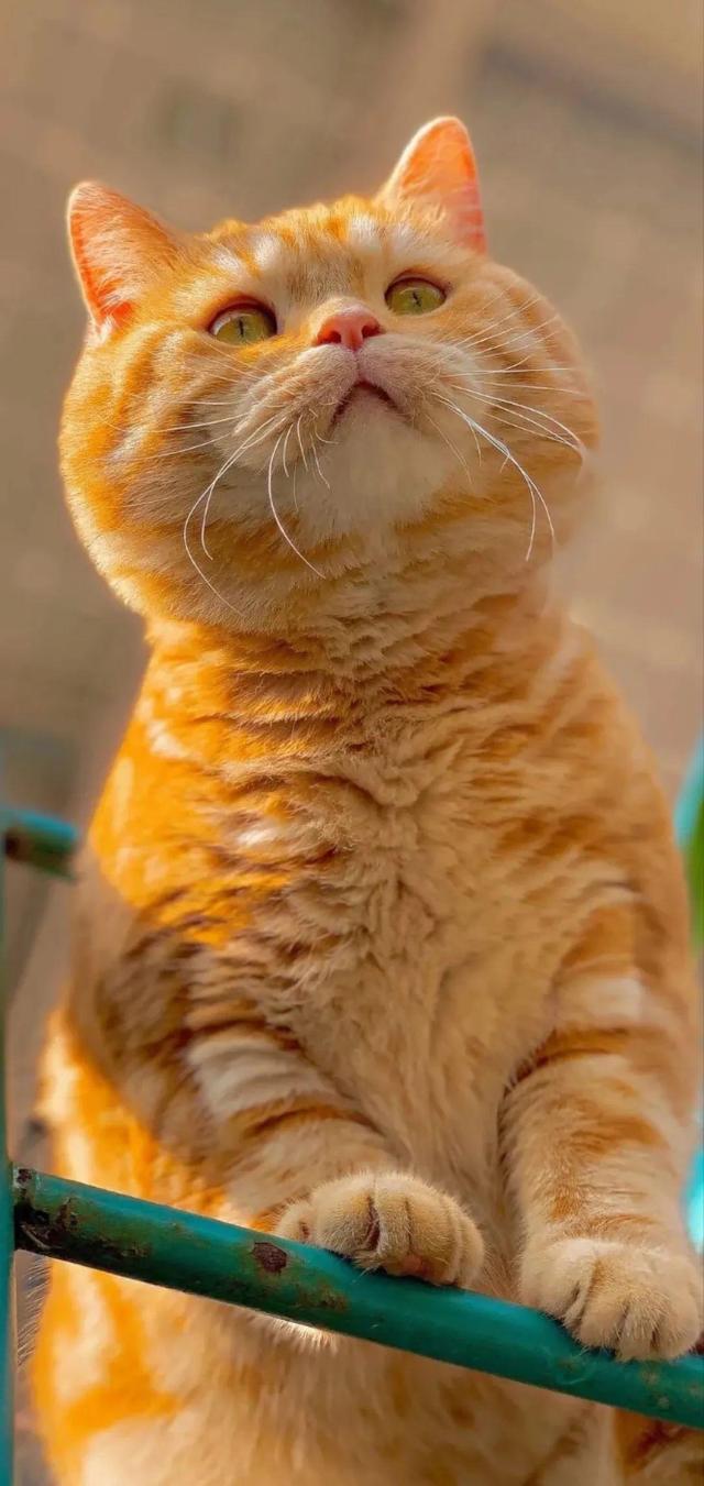 超好看的橘色猫咪手机壁纸图片