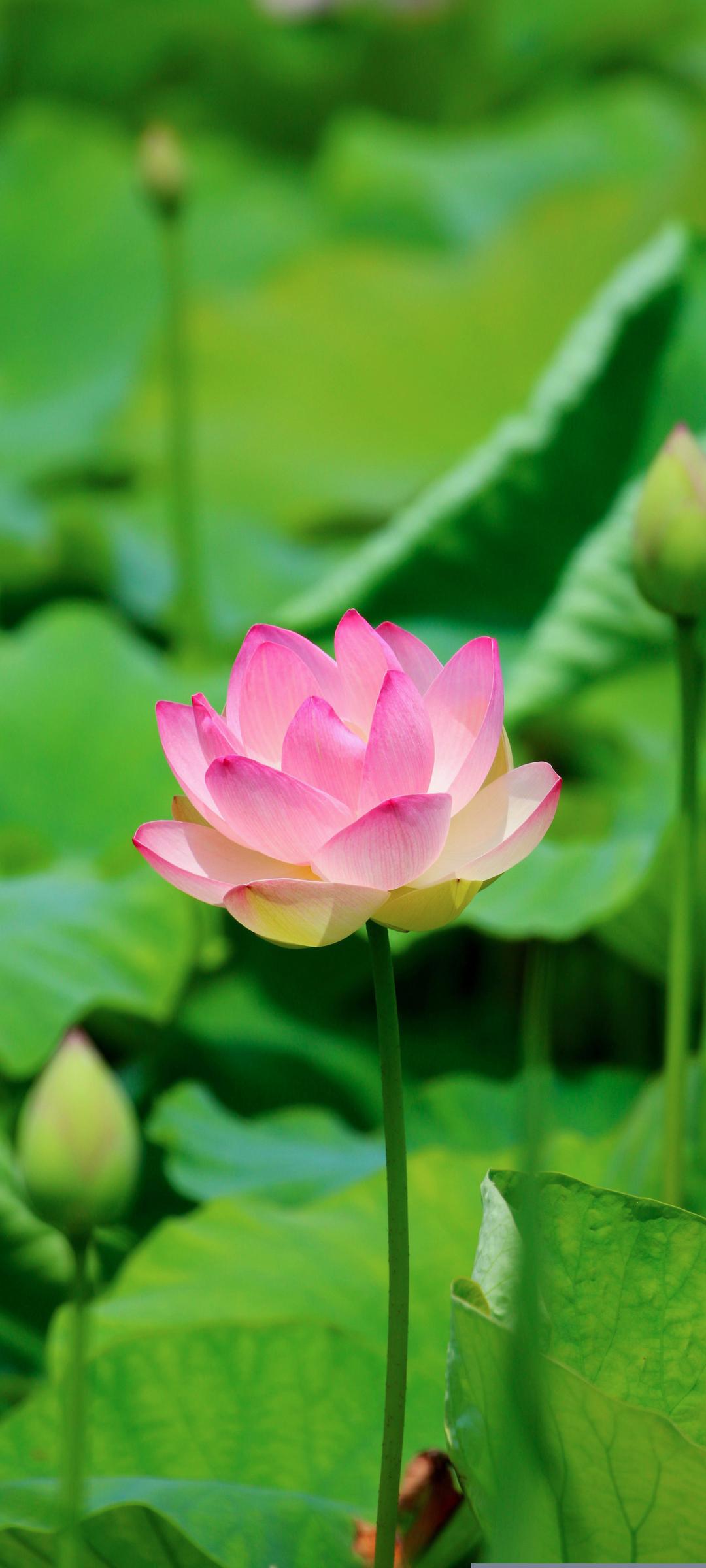 护眼荷花手机壁纸高清图片 竖屏