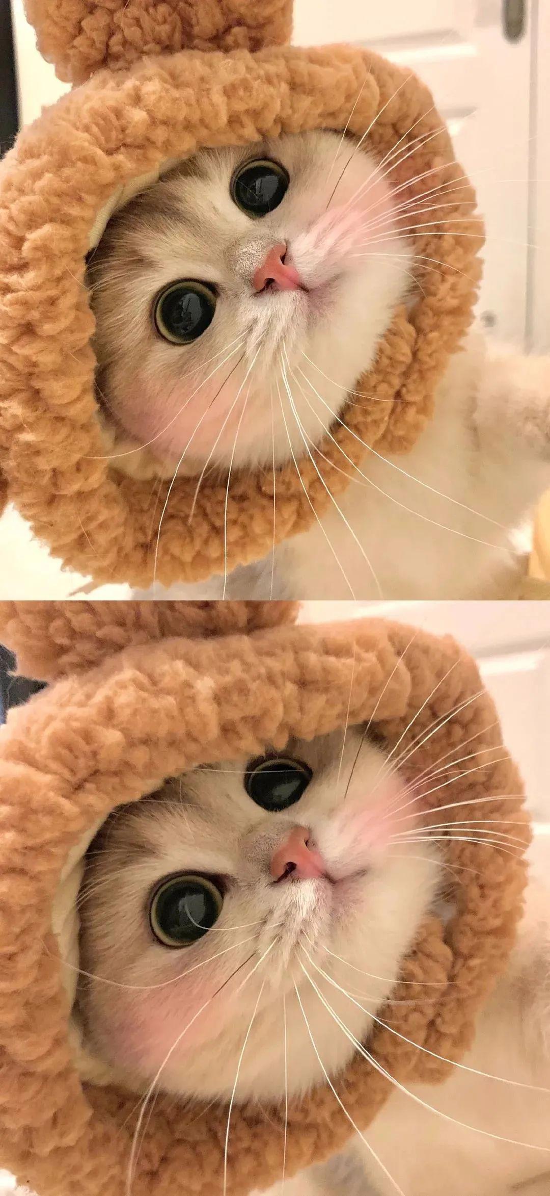 可爱的猫咪手机壳背景高清拼图