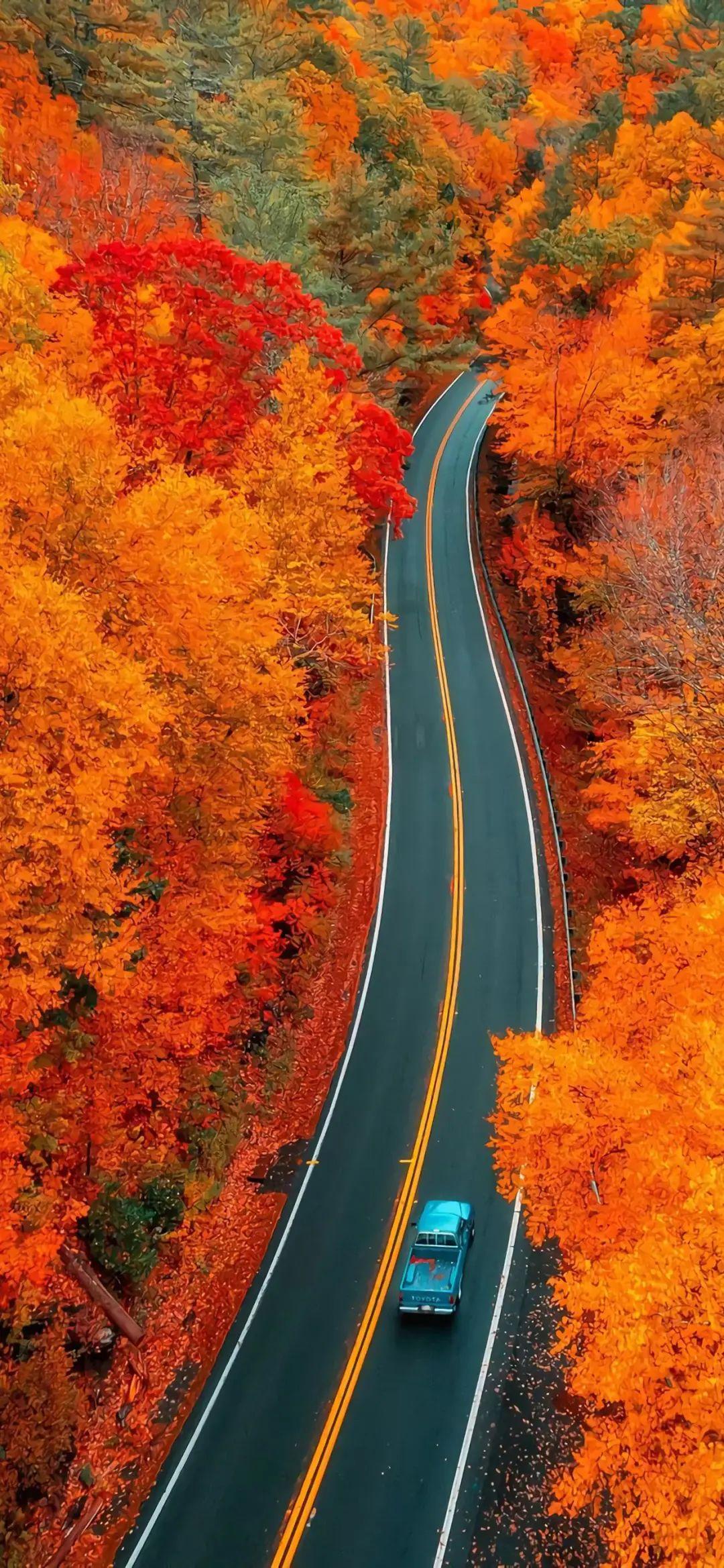 好看的秋天道路风景手机壁纸图片