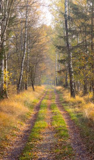 秋天树林道路图片唯美高清手机壁纸