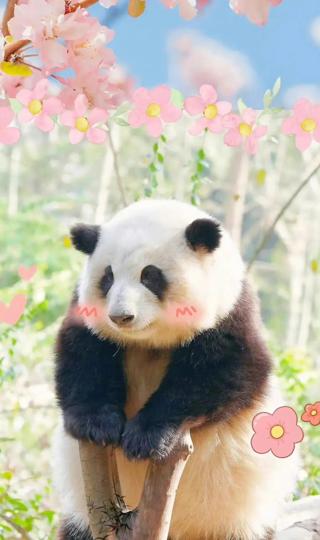 大熊猫手机壁纸高清图片 可爱