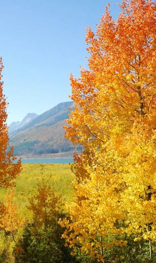秋天树叶图片唯美风景壁纸高清
