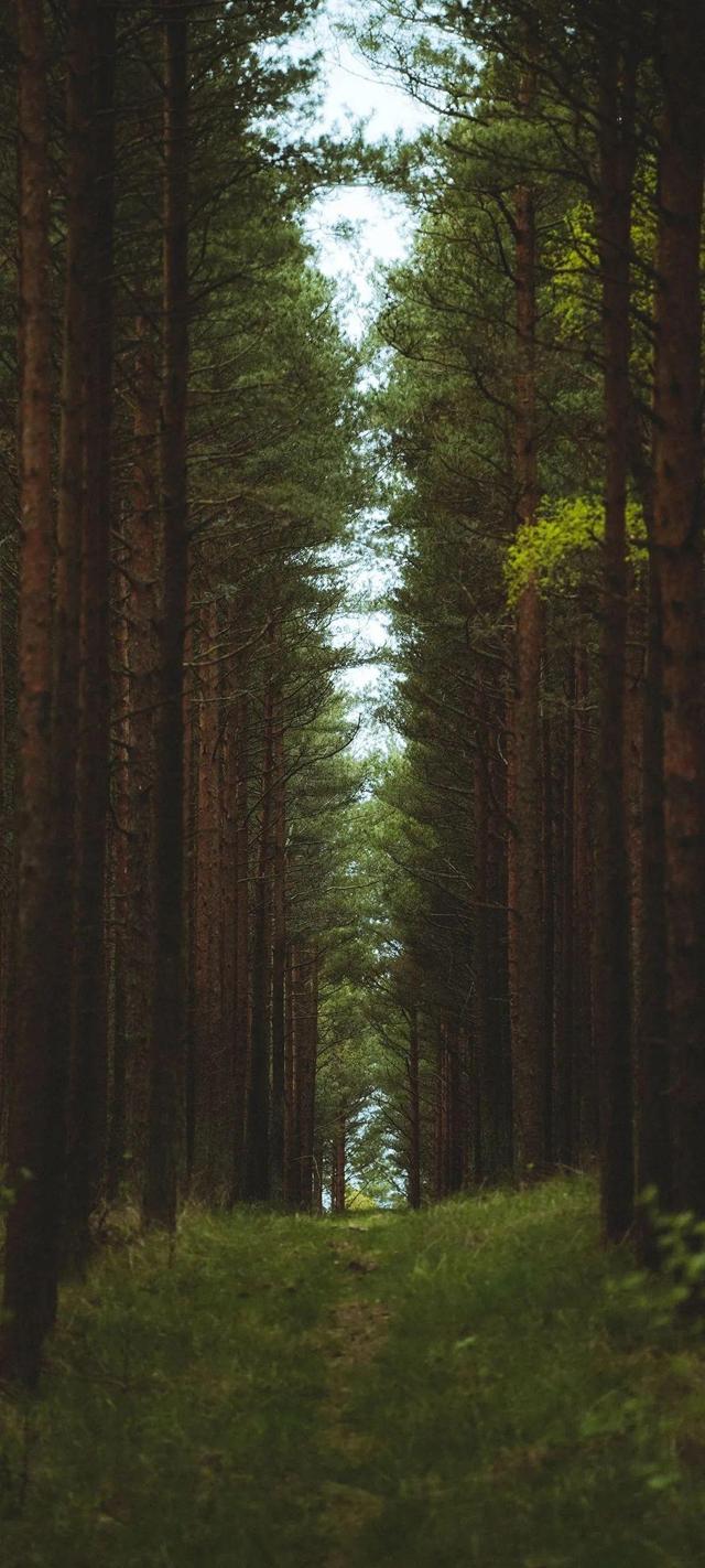 树林风景图片大全高清图片