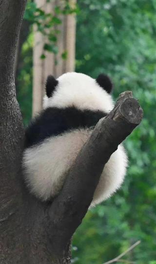 树叉上大熊猫背影可爱手机壁纸