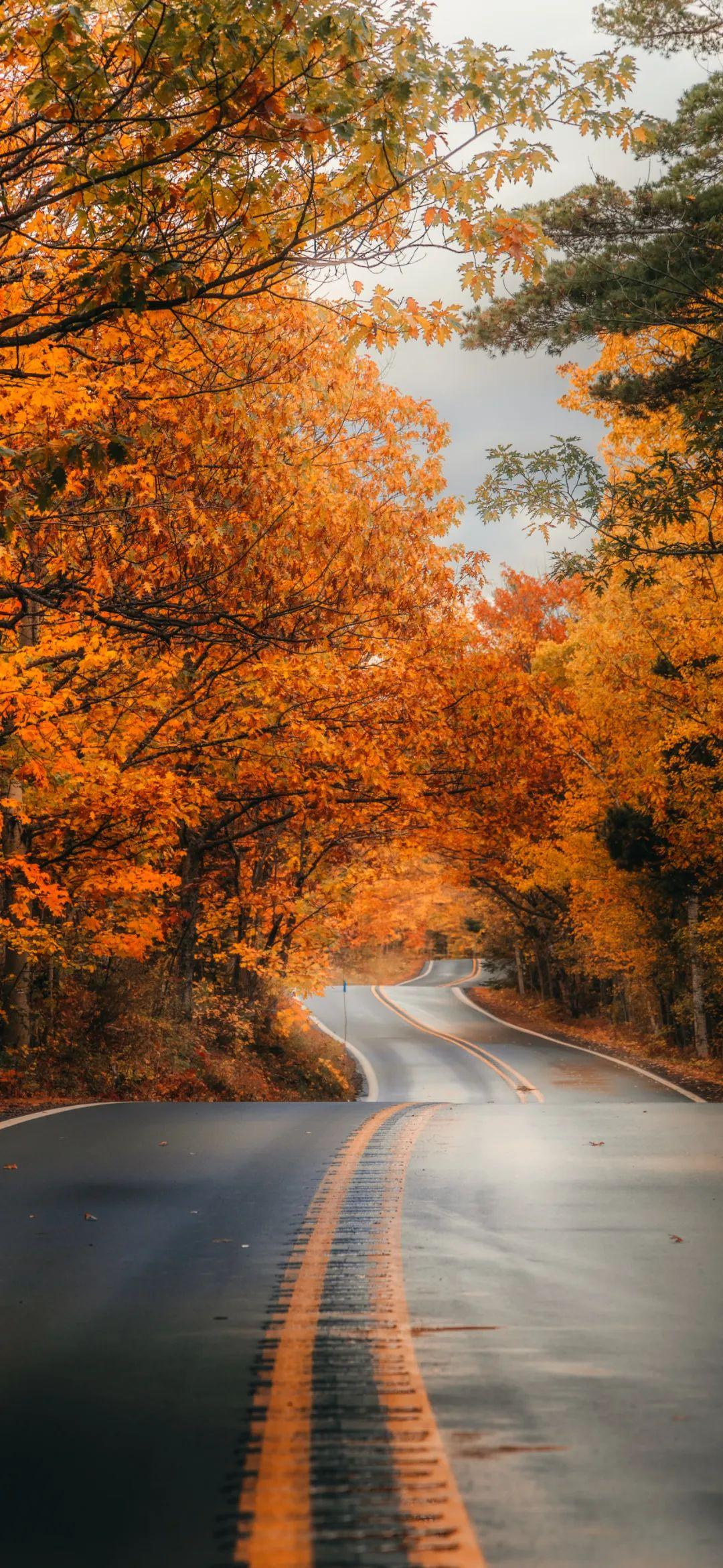 好看的秋天道路美景壁纸图片